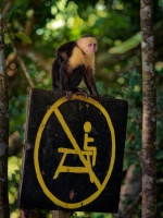 Malpa kapucinska - Cebus capucinus - White-headed Capuchin o0407